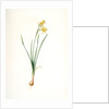 Narcissus calathinus, Narcissus triandrus; Narcisse à grande coupe, angel's tears; daffodil by Pierre Joseph Redouté