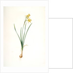 Narcissus calathinus, Narcissus triandrus; Narcisse à grande coupe, angel's tears; daffodil by Pierre Joseph Redouté