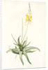 Anthericum alooides, Bulbine alooides; Anthéric à feuilles td'aloès by Pierre Joseph Redouté
