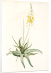 Anthericum alooides, Bulbine alooides; Anthéric à feuilles td'aloès by Pierre Joseph Redouté