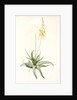 Anthericum alooides, Bulbine alooides; Anthéric à feuilles td'aloès by Pierre Joseph Redouté