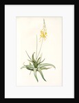 Anthericum alooides, Bulbine alooides; Anthéric à feuilles td'aloès by Pierre Joseph Redouté