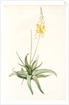 Anthericum alooides, Bulbine alooides; Anthéric à feuilles td'aloès by Pierre Joseph Redouté