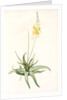 Anthericum alooides, Bulbine alooides; Anthéric à feuilles td'aloès by Pierre Joseph Redouté