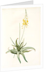 Anthericum alooides, Bulbine alooides; Anthéric à feuilles td'aloès by Pierre Joseph Redouté