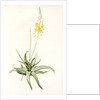 Anthericum alooides, Bulbine alooides; Anthéric à feuilles td'aloès by Pierre Joseph Redouté