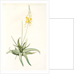 Anthericum alooides, Bulbine alooides; Anthéric à feuilles td'aloès by Pierre Joseph Redouté
