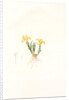 Iris arenaria, Iris flavissima; Iris des sables, Sandy Iris by Pierre Joseph Redouté