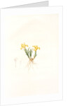 Iris arenaria, Iris flavissima; Iris des sables, Sandy Iris by Pierre Joseph Redouté