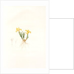 Iris arenaria, Iris flavissima; Iris des sables, Sandy Iris by Pierre Joseph Redouté