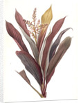 Dracoena terminalis, Cordyline terminalis; Dragonnier terminale; Dragon Lily, Hawaiian Ti, Ti Tree, Good Luck Tree; Flaming dragon tree by Pierre Joseph Redouté