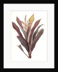 Dracoena terminalis, Cordyline terminalis; Dragonnier terminale; Dragon Lily, Hawaiian Ti, Ti Tree, Good Luck Tree; Flaming dragon tree by Pierre Joseph Redouté