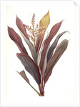 Dracoena terminalis, Cordyline terminalis; Dragonnier terminale; Dragon Lily, Hawaiian Ti, Ti Tree, Good Luck Tree; Flaming dragon tree by Pierre Joseph Redouté