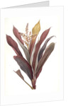 Dracoena terminalis, Cordyline terminalis; Dragonnier terminale; Dragon Lily, Hawaiian Ti, Ti Tree, Good Luck Tree; Flaming dragon tree by Pierre Joseph Redouté