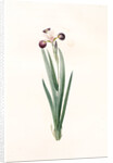 Iris versicolor, Iris à coleurs changeantes, Blue Flag; Flag Lily; Liver Lily; Snake Lily; Dragon Flower by Pierre Joseph Redouté