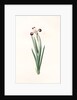 Iris versicolor, Iris à coleurs changeantes, Blue Flag; Flag Lily; Liver Lily; Snake Lily; Dragon Flower by Pierre Joseph Redouté