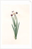 Iris versicolor, Iris à coleurs changeantes, Blue Flag; Flag Lily; Liver Lily; Snake Lily; Dragon Flower by Pierre Joseph Redouté