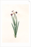 Iris versicolor, Iris à coleurs changeantes, Blue Flag; Flag Lily; Liver Lily; Snake Lily; Dragon Flower by Pierre Joseph Redouté