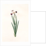 Iris versicolor, Iris à coleurs changeantes, Blue Flag; Flag Lily; Liver Lily; Snake Lily; Dragon Flower by Pierre Joseph Redouté