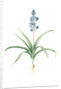 Scilla patula, Scilla hispanica; Scille étalée; Spanish Jacinth by Pierre Joseph Redouté