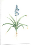 Scilla patula, Scilla hispanica; Scille étalée; Spanish Jacinth by Pierre Joseph Redouté