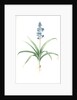 Scilla patula, Scilla hispanica; Scille étalée; Spanish Jacinth by Pierre Joseph Redouté