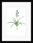 Scilla patula, Scilla hispanica; Scille étalée; Spanish Jacinth by Pierre Joseph Redouté