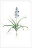 Scilla patula, Scilla hispanica; Scille étalée; Spanish Jacinth by Pierre Joseph Redouté