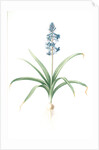 Scilla patula, Scilla hispanica; Scille étalée; Spanish Jacinth by Pierre Joseph Redouté