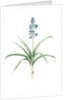 Scilla patula, Scilla hispanica; Scille étalée; Spanish Jacinth by Pierre Joseph Redouté