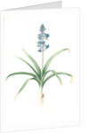 Scilla patula, Scilla hispanica; Scille étalée; Spanish Jacinth by Pierre Joseph Redouté