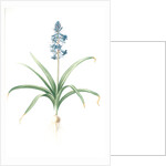 Scilla patula, Scilla hispanica; Scille étalée; Spanish Jacinth by Pierre Joseph Redouté