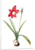 Amaryllis equestris, Hippeastrum equestre; Amaryllis brasiliensis; Amaryllis brésilienne; Barbados Lily by Pierre Joseph Redouté