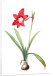 Amaryllis equestris, Hippeastrum equestre; Amaryllis brasiliensis; Amaryllis brésilienne; Barbados Lily by Pierre Joseph Redouté
