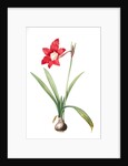 Amaryllis equestris, Hippeastrum equestre; Amaryllis brasiliensis; Amaryllis brésilienne; Barbados Lily by Pierre Joseph Redouté