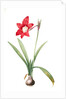 Amaryllis equestris, Hippeastrum equestre; Amaryllis brasiliensis; Amaryllis brésilienne; Barbados Lily by Pierre Joseph Redouté