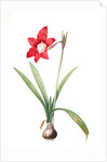 Amaryllis equestris, Hippeastrum equestre; Amaryllis brasiliensis; Amaryllis brésilienne; Barbados Lily by Pierre Joseph Redouté
