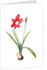 Amaryllis equestris, Hippeastrum equestre; Amaryllis brasiliensis; Amaryllis brésilienne; Barbados Lily by Pierre Joseph Redouté
