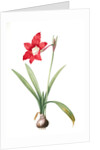 Amaryllis equestris, Hippeastrum equestre; Amaryllis brasiliensis; Amaryllis brésilienne; Barbados Lily by Pierre Joseph Redouté