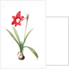 Amaryllis equestris, Hippeastrum equestre; Amaryllis brasiliensis; Amaryllis brésilienne; Barbados Lily by Pierre Joseph Redouté