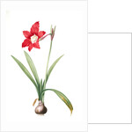 Amaryllis equestris, Hippeastrum equestre; Amaryllis brasiliensis; Amaryllis brésilienne; Barbados Lily by Pierre Joseph Redouté