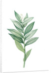Smilacina stellata, Smilacine ètoilèe Star-flowered Solomon's Seal; Lily of the Valley; Solomon's Feathers, Solomon's Plume by Pierre Joseph Redouté