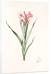 Gladiolus laccatus, Glaïeul coloeur de laque by Pierre Joseph Redouté
