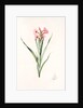 Gladiolus laccatus, Glaïeul coloeur de laque by Pierre Joseph Redouté