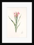 Gladiolus laccatus, Glaïeul coloeur de laque by Pierre Joseph Redouté