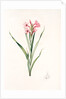 Gladiolus laccatus, Glaïeul coloeur de laque by Pierre Joseph Redouté