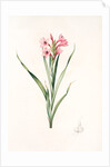 Gladiolus laccatus, Glaïeul coloeur de laque by Pierre Joseph Redouté