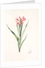 Gladiolus laccatus, Glaïeul coloeur de laque by Pierre Joseph Redouté