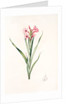 Gladiolus laccatus, Glaïeul coloeur de laque by Pierre Joseph Redouté