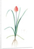 Veltheimia abyssinica, Kniphofia abyssinica; Velthéimia d'Abyssinie, Abyssinian Torch Lily by Pierre Joseph Redouté